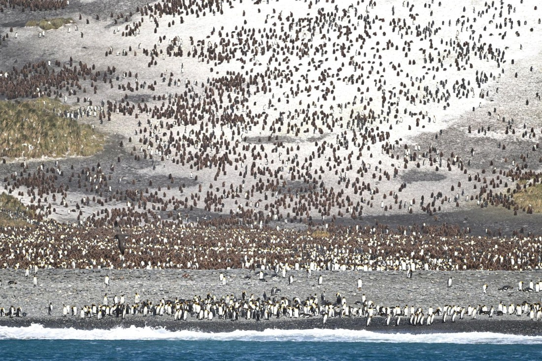 PLA20-24, Day 9, YA6_0811_20241026_7157 © Yves Adams - Oceanwide Expeditions.JPG