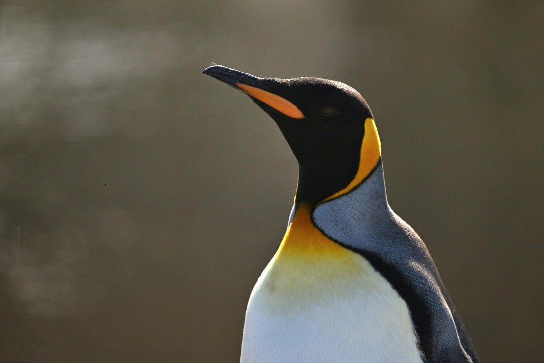 PLA20-24, Day 9, YA6_1007_20241026_7159 © Yves Adams - Oceanwide Expeditions.JPG