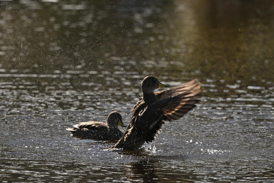 PLA20-24, Day 9, YA6_1106_20241026_7160 © Yves Adams - Oceanwide Expeditions.JPG