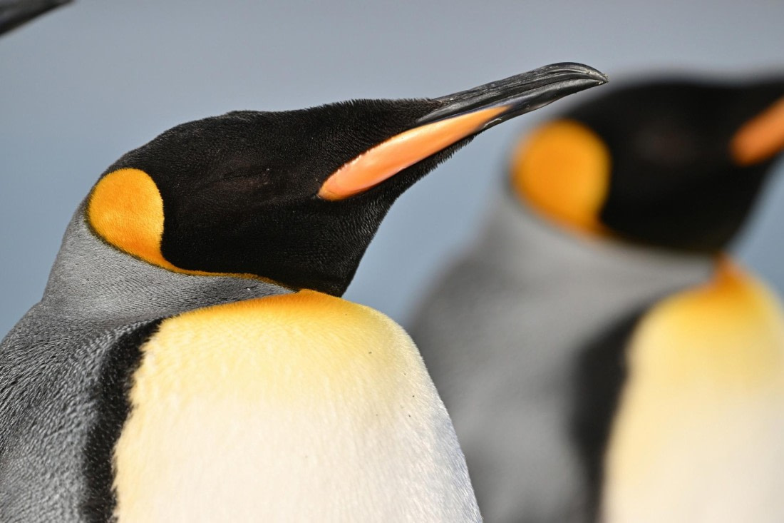 PLA20-24, Day 9, YA6_1150_20241026_7162 © Yves Adams - Oceanwide Expeditions.JPG