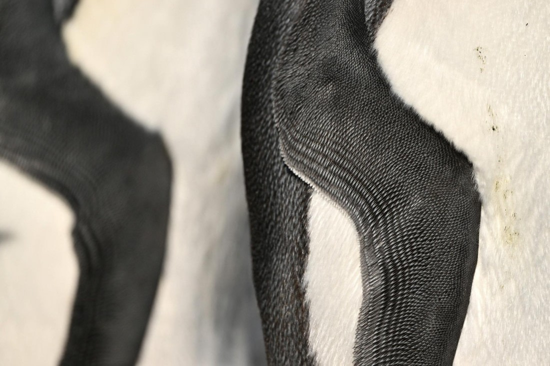 PLA20-24, Day 9, YA6_1168_20241026_7163 © Yves Adams - Oceanwide Expeditions.JPG