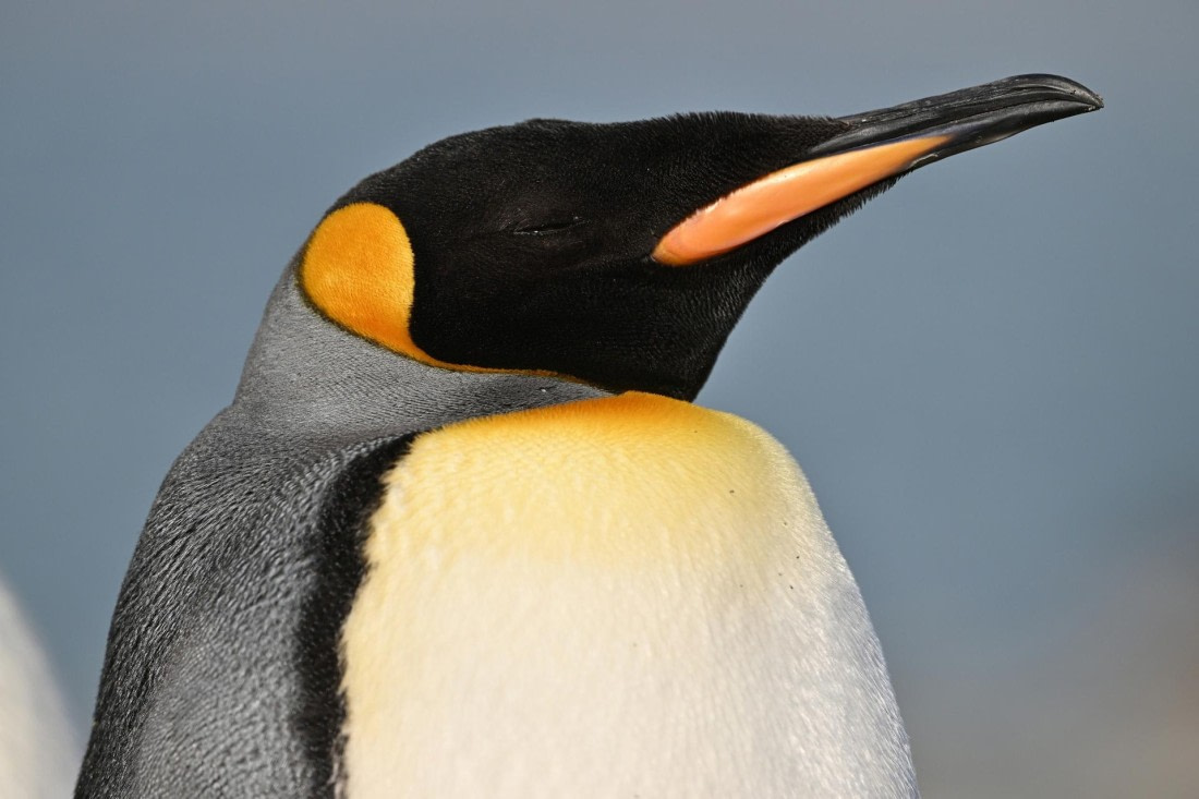 PLA20-24, Day 9, YA6_1227_20241026_7164 © Yves Adams - Oceanwide Expeditions.JPG