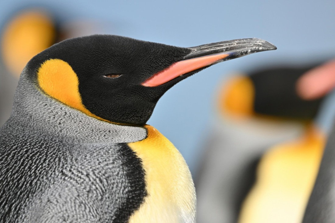 PLA20-24, Day 9, YA6_1308_20241026_7165 © Yves Adams - Oceanwide Expeditions.JPG