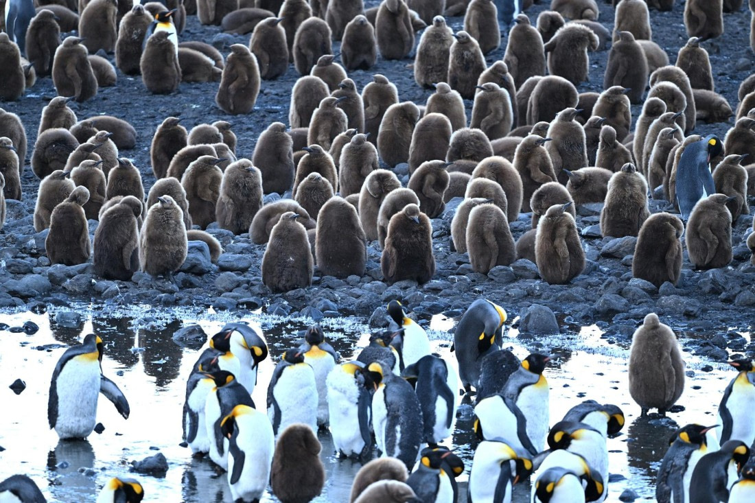 PLA20-24, Day 9, YA6_1363_20241026_7169 © Yves Adams - Oceanwide Expeditions.JPG