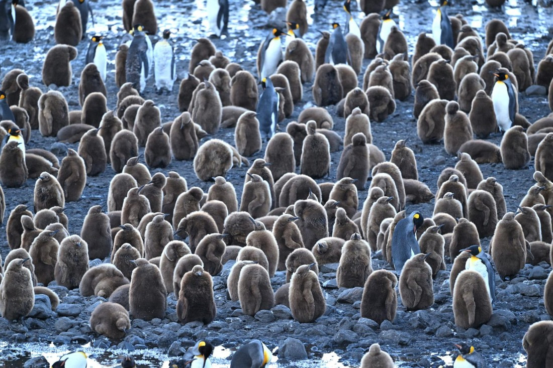 PLA20-24, Day 9, YA6_1374_20241026_7170 © Yves Adams - Oceanwide Expeditions.JPG