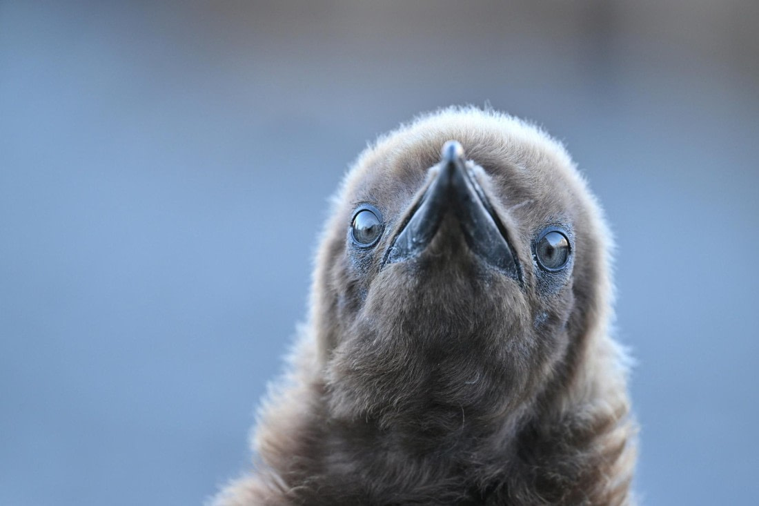 PLA20-24, Day 9, YA6_1416_20241026_7172 © Yves Adams - Oceanwide Expeditions.JPG