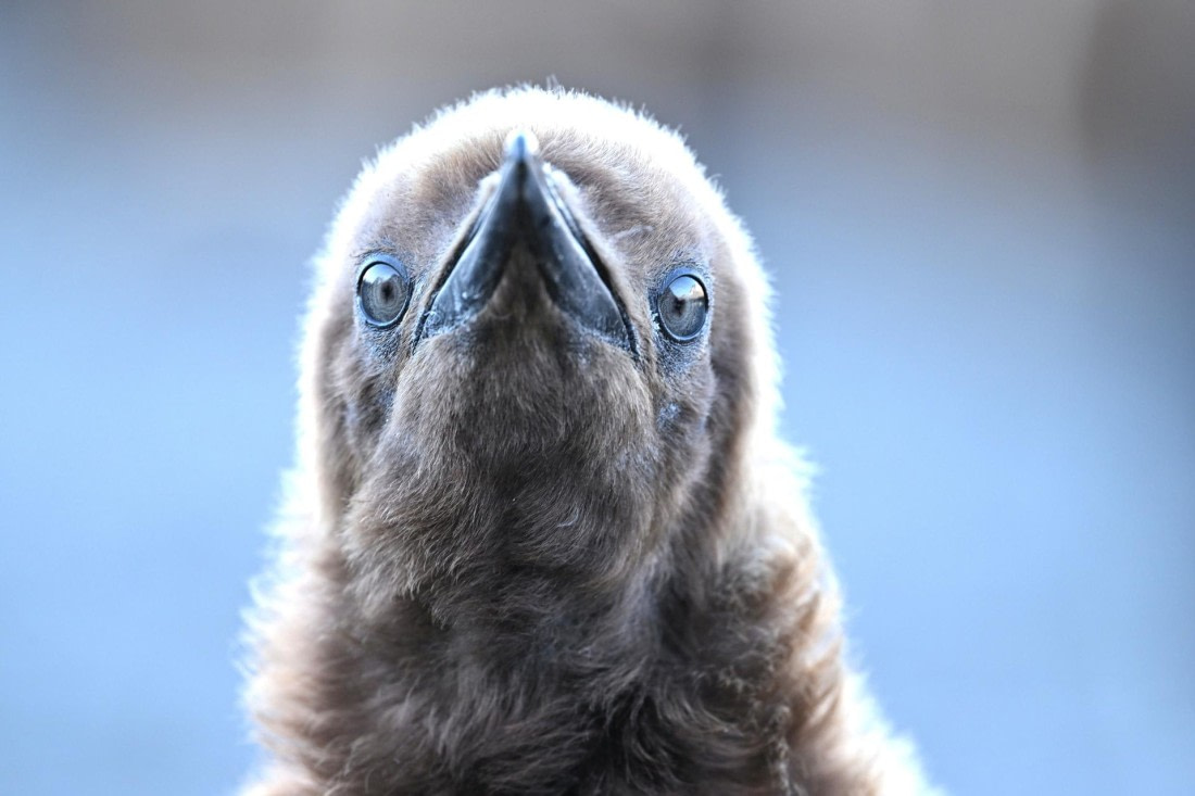 PLA20-24, Day 9, YA6_1514_20241026_7174 © Yves Adams - Oceanwide Expeditions.JPG