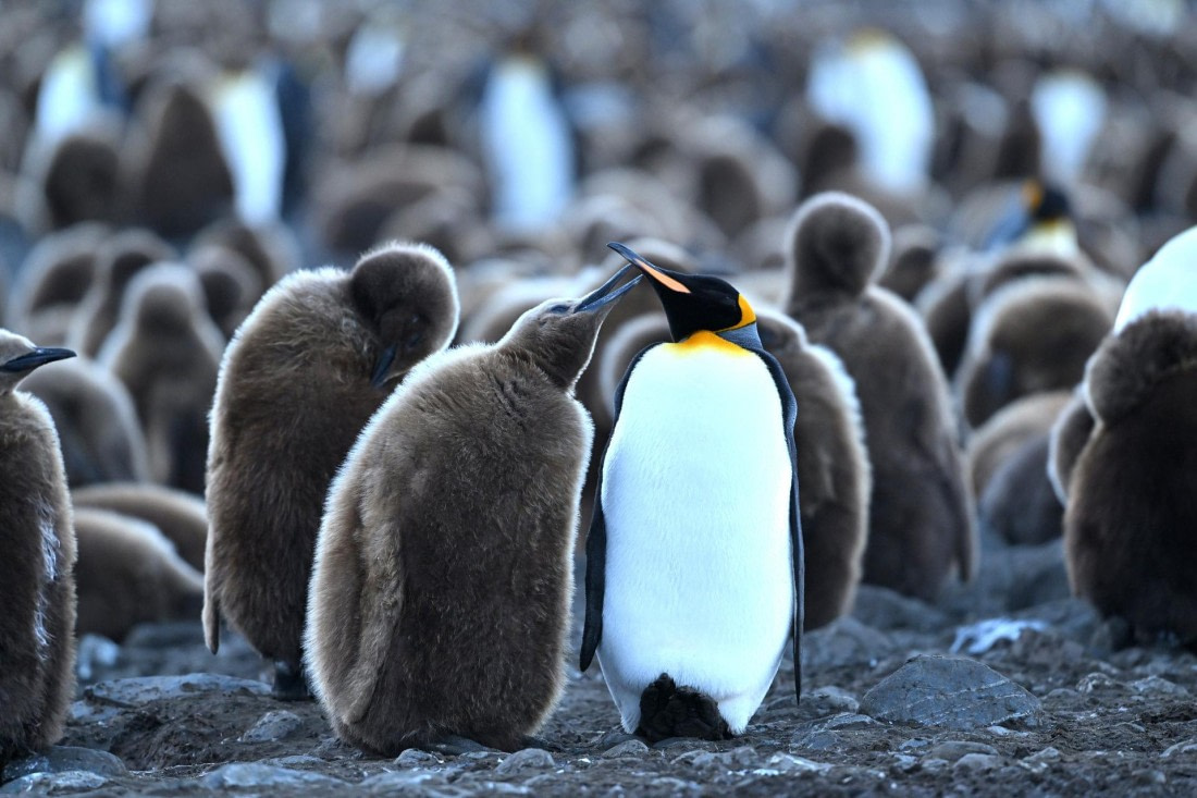 PLA20-24, Day 9, YA6_2346_20241026_7180 © Yves Adams - Oceanwide Expeditions.JPG