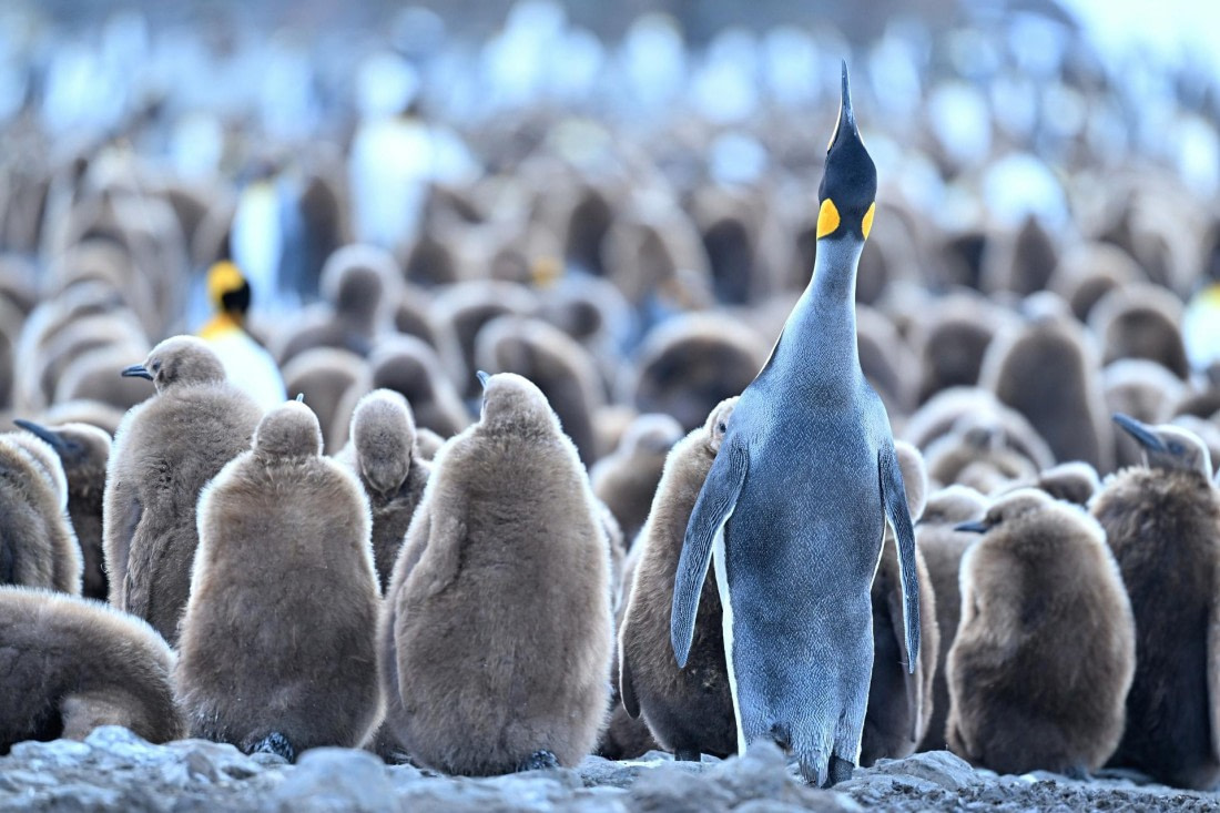 PLA20-24, Day 9, YA6_2551_20241026_7181 © Yves Adams - Oceanwide Expeditions.JPG