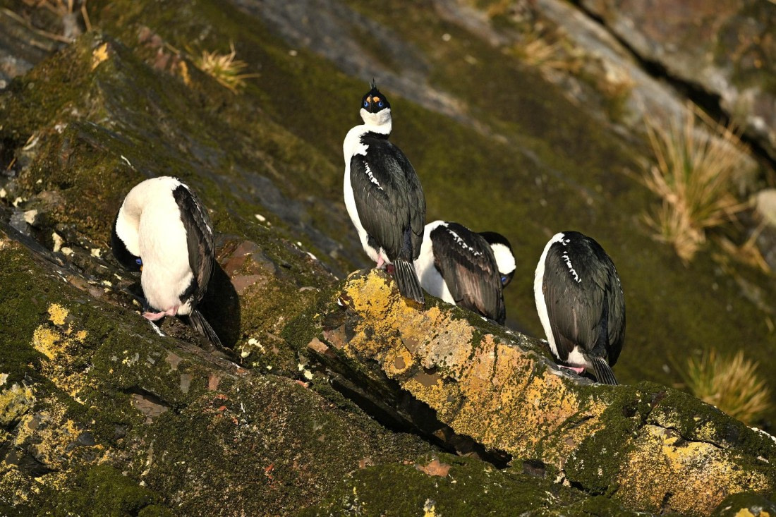 PLA20-24, Day 10, YA6_3212_20241027_7196 © Yves Adams - Oceanwide Expeditions.JPG