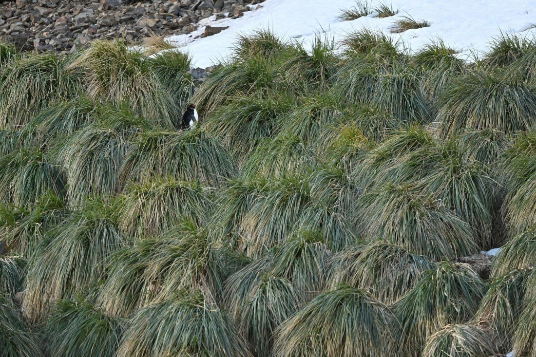 PLA20-24, Day 10, YA6_3332_20241027_7199 © Yves Adams - Oceanwide Expeditions.JPG