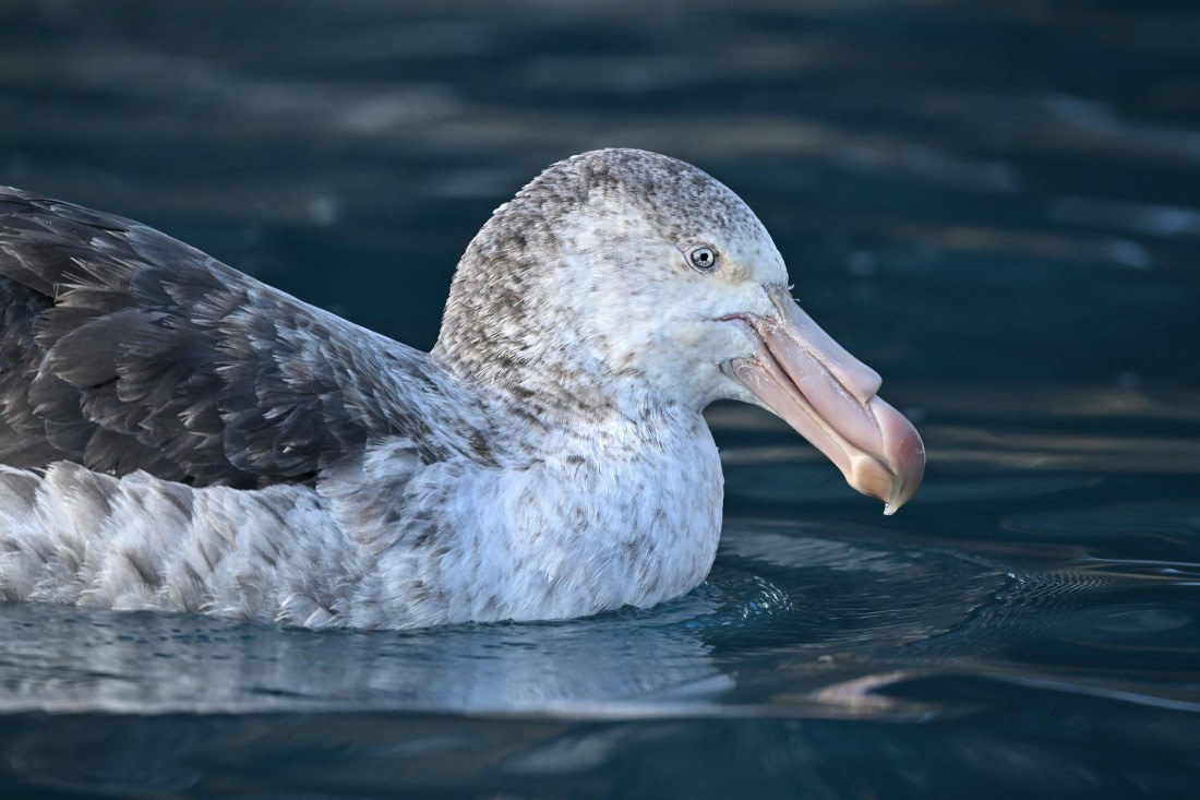 PLA20-24, Day 10, YA6_3732_20241027_7205 © Yves Adams - Oceanwide Expeditions.JPG