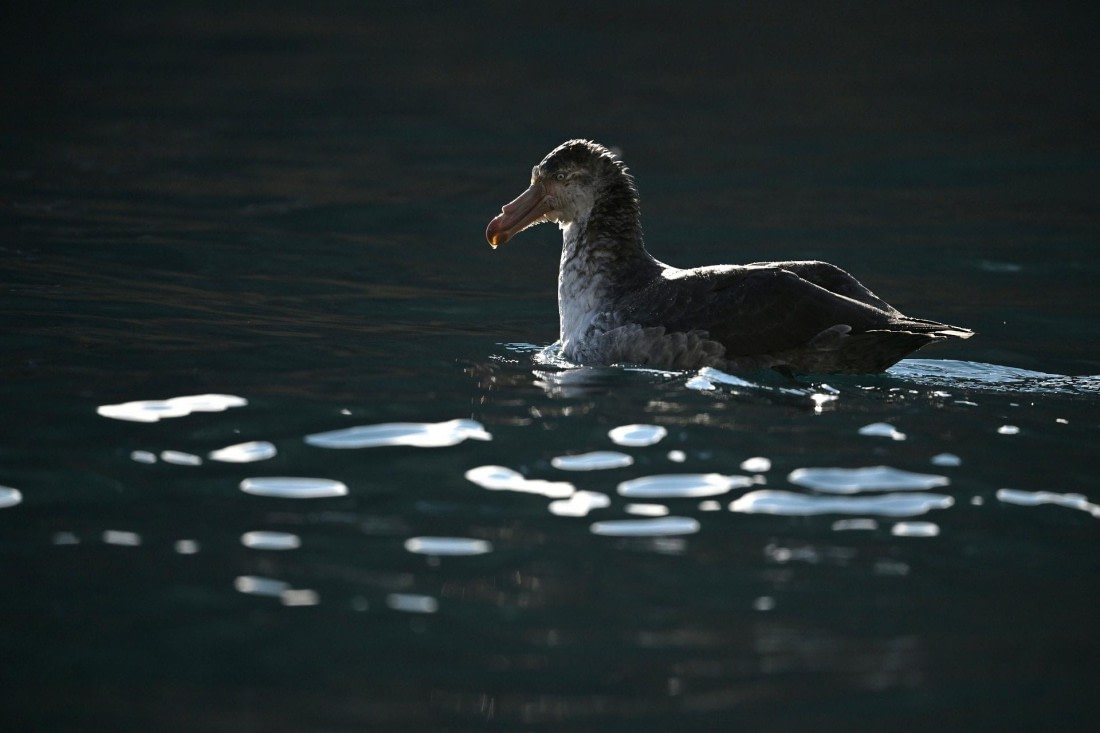 PLA20-24, Day 10, YA6_3821_20241027_7206 © Yves Adams - Oceanwide Expeditions.JPG