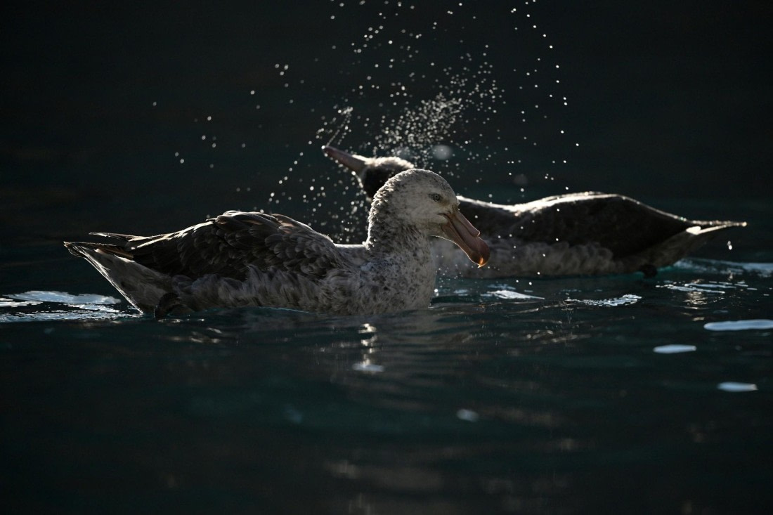 PLA20-24, Day 10, YA6_3841_20241027_7207 © Yves Adams - Oceanwide Expeditions.JPG