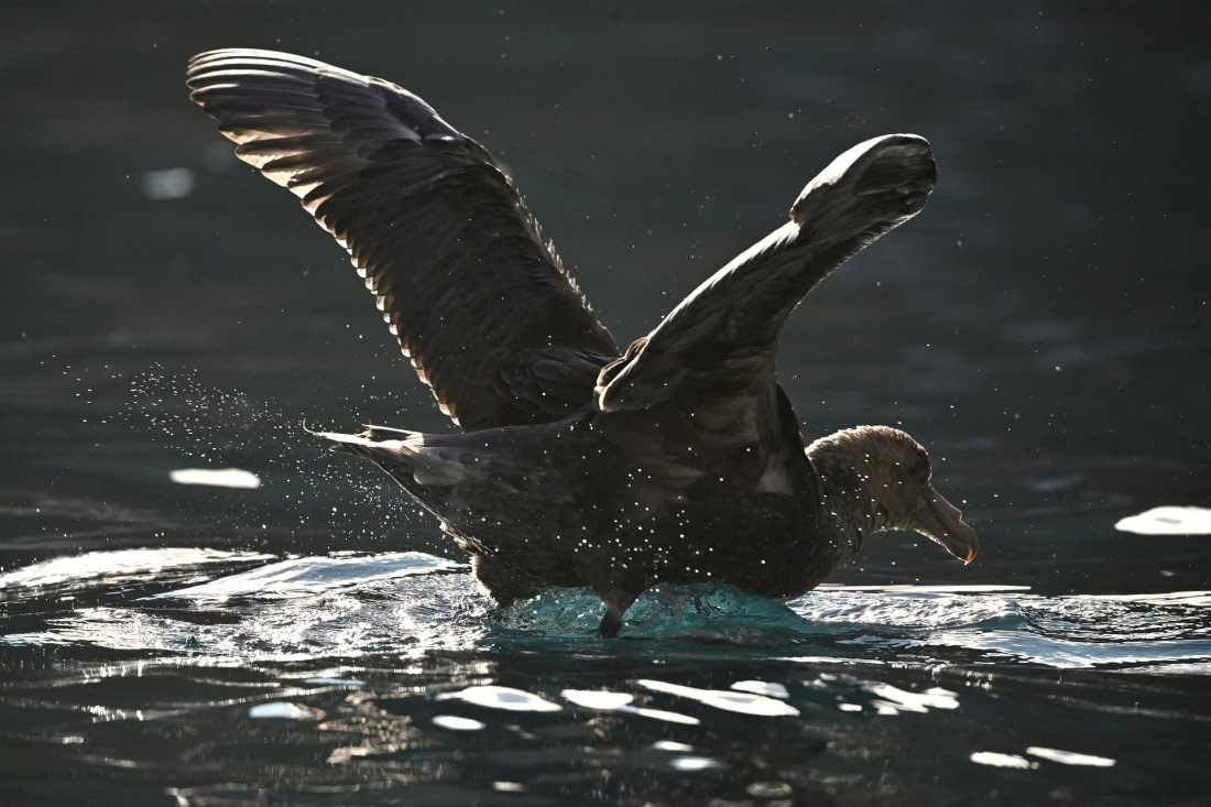 PLA20-24, Day 10, YA6_3878_20241027_7208 © Yves Adams - Oceanwide Expeditions.JPG