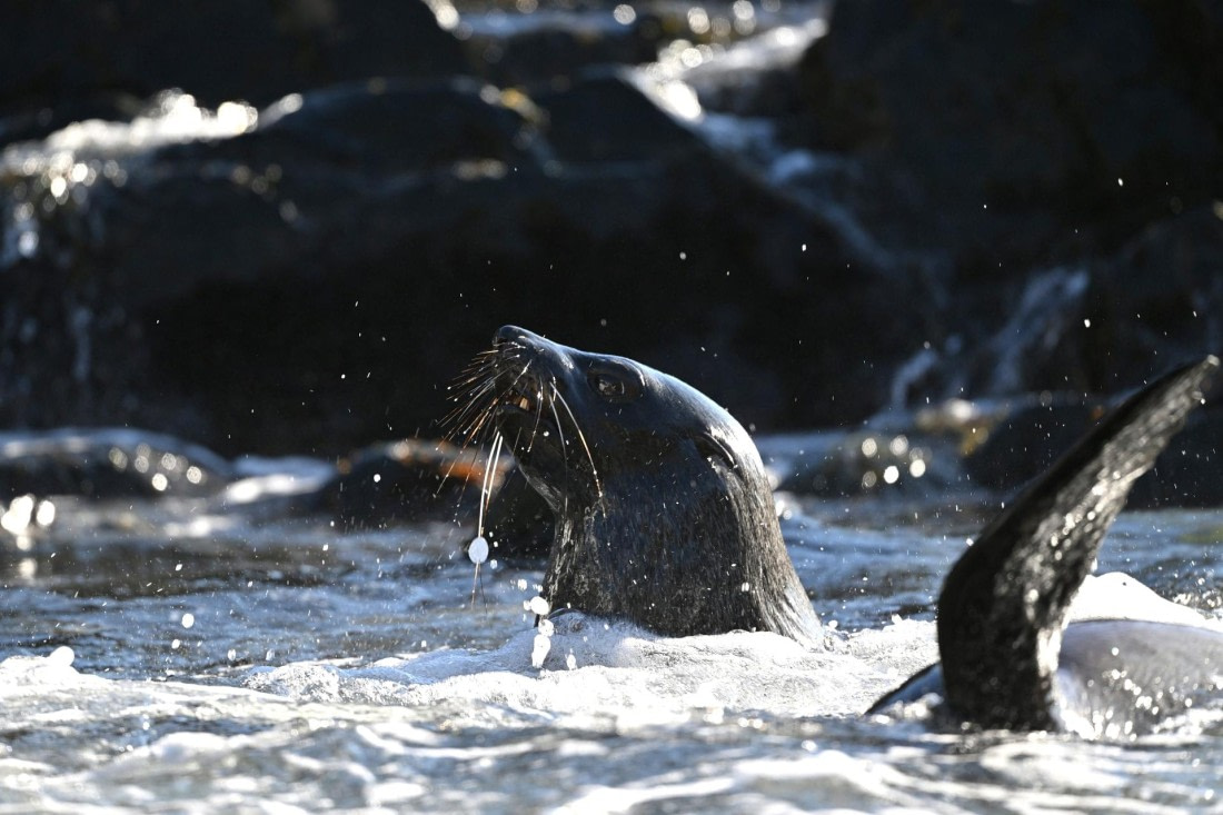 PLA20-24, Day 10, YA6_3954_20241027_7210 © Yves Adams - Oceanwide Expeditions.JPG