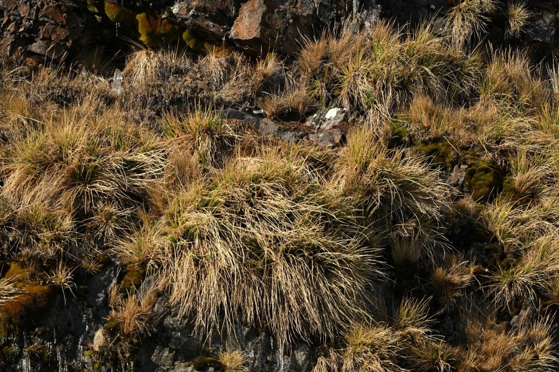 PLA20-24, Day 10, YA6_4360_20241027_7212 © Yves Adams - Oceanwide Expeditions.JPG