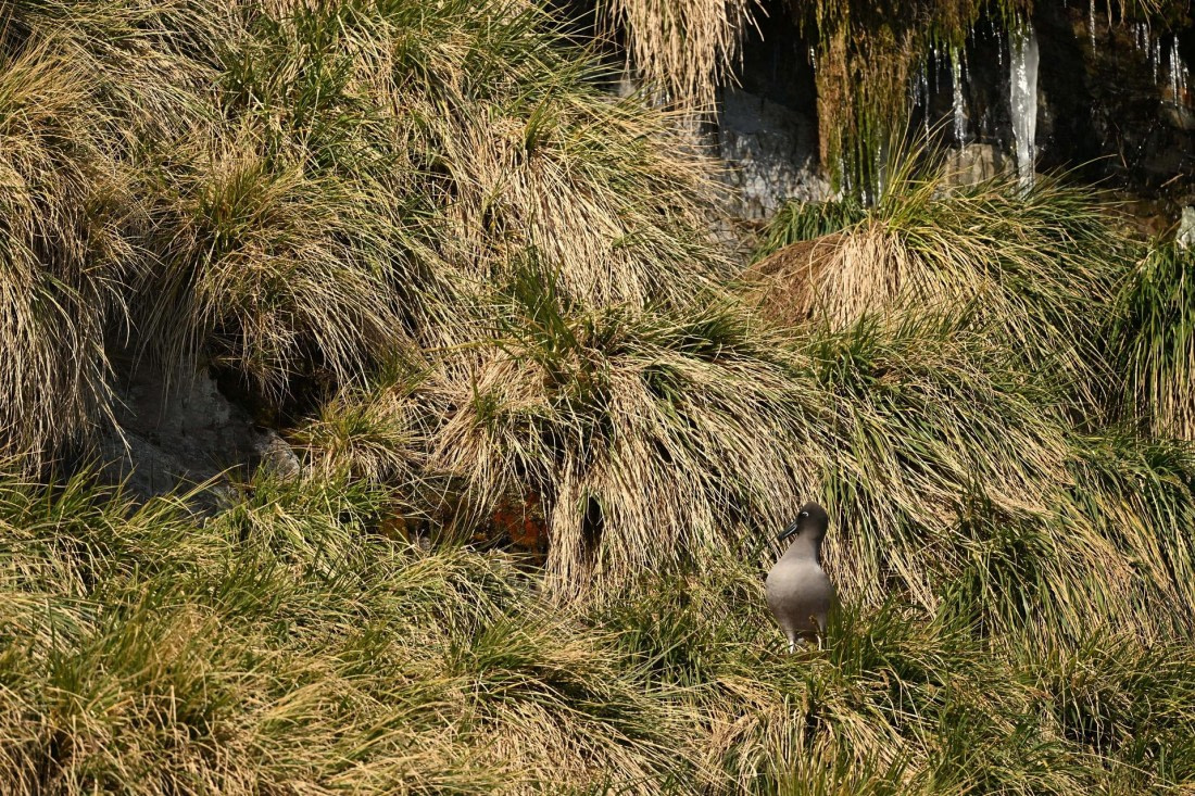 PLA20-24, Day 10, YA6_4412_20241027_7213 © Yves Adams - Oceanwide Expeditions.JPG