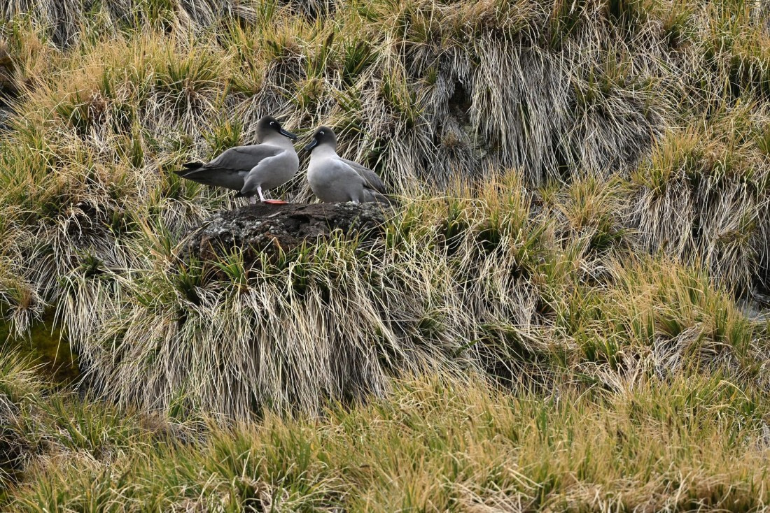 PLA20-24, Day 10, YA6_4460_20241027_7214 © Yves Adams - Oceanwide Expeditions.JPG
