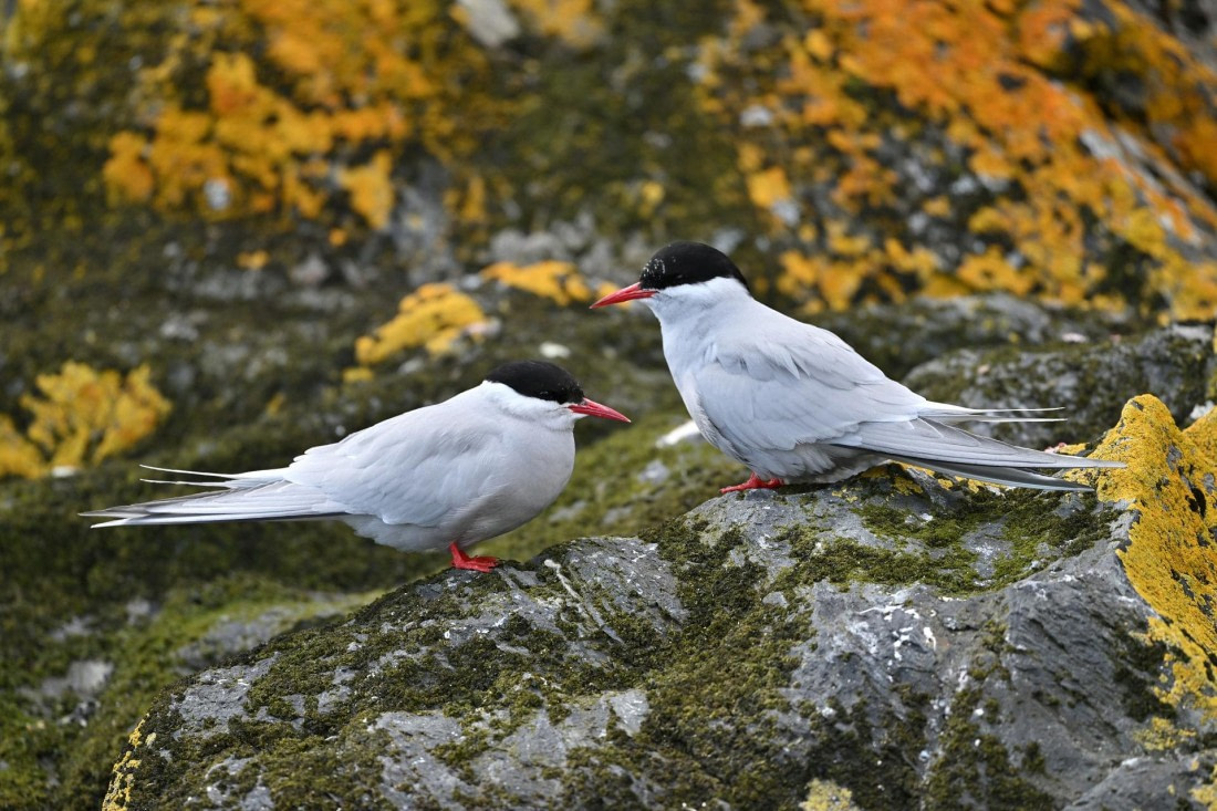 PLA20-24, Day 10, YA6_4694_20241027_7216 © Yves Adams - Oceanwide Expeditions.JPG