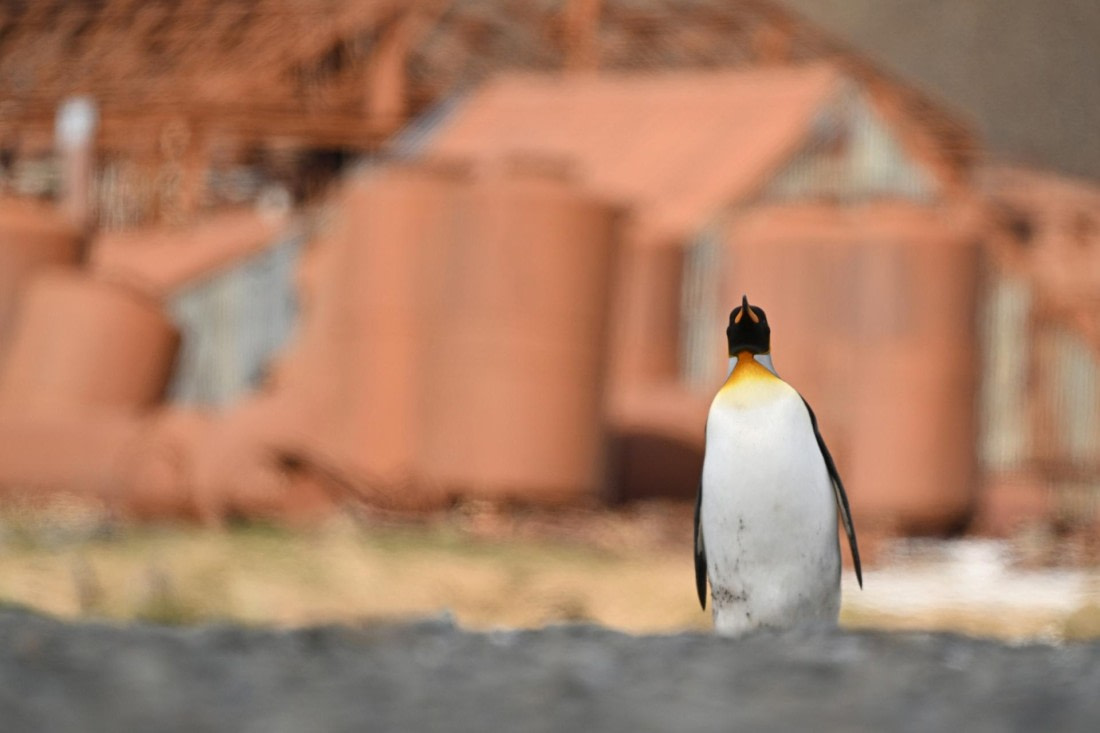 PLA20-24, Day 10, YA6_4884_20241027_7221 © Yves Adams - Oceanwide Expeditions.JPG