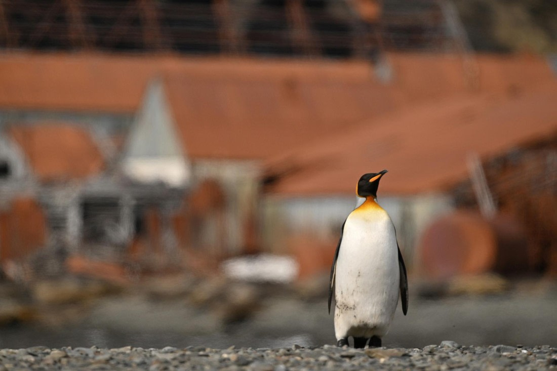 PLA20-24, Day 10, YA6_5141_20241027_7224 © Yves Adams - Oceanwide Expeditions.JPG