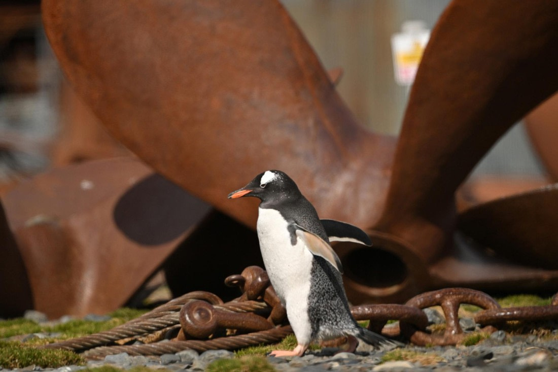 PLA20-24, Day 10, YA6_5160_20241027_7226 © Yves Adams - Oceanwide Expeditions.JPG