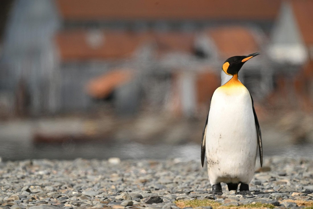 PLA20-24, Day 10, YA6_5298_20241027_7228 © Yves Adams - Oceanwide Expeditions.JPG