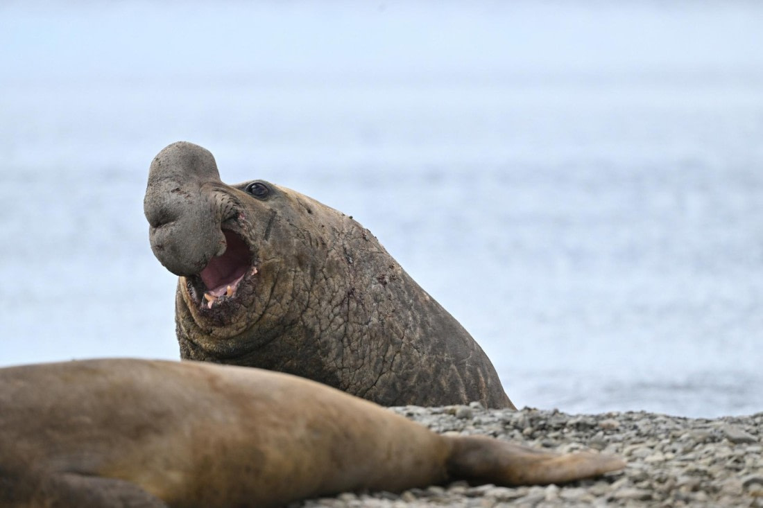 PLA20-24, Day 10, YA6_5348_20241027_7231 © Yves Adams - Oceanwide Expeditions.JPG