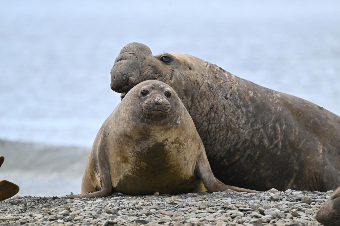 PLA20-24, Day 10, YA6_5380_20241027_7232 © Yves Adams - Oceanwide Expeditions.JPG