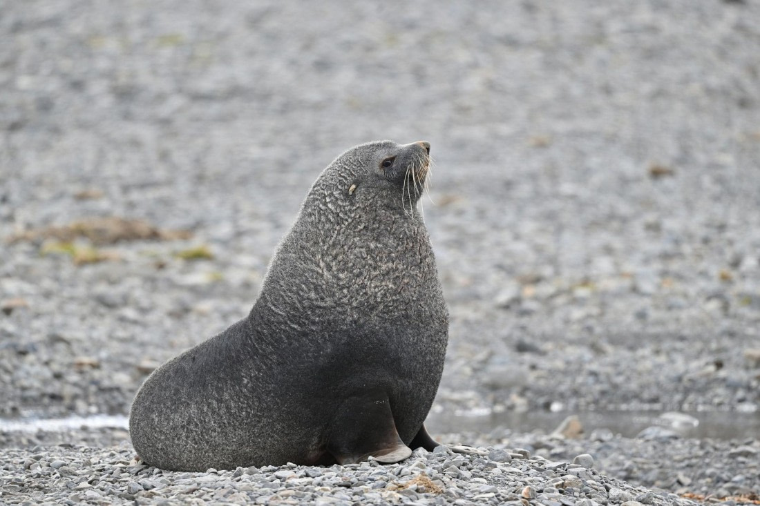 PLA20-24, Day 10, YA6_5482_20241027_7235 © Yves Adams - Oceanwide Expeditions.JPG