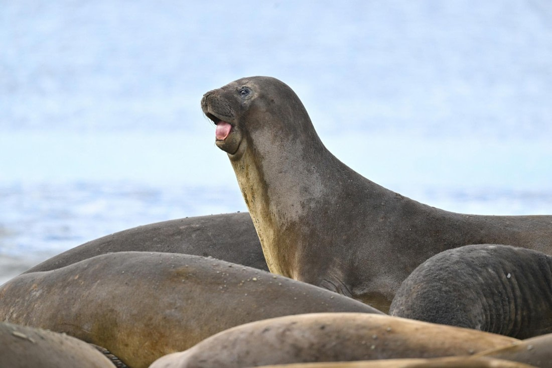 PLA20-24, Day 10, YA6_5501_20241027_7236 © Yves Adams - Oceanwide Expeditions.JPG