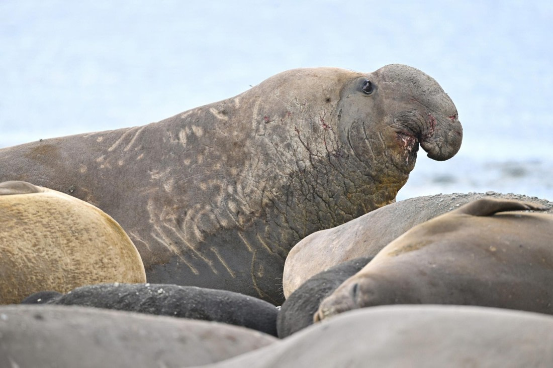 PLA20-24, Day 10, YA6_5592_20241027_7238 © Yves Adams - Oceanwide Expeditions.JPG