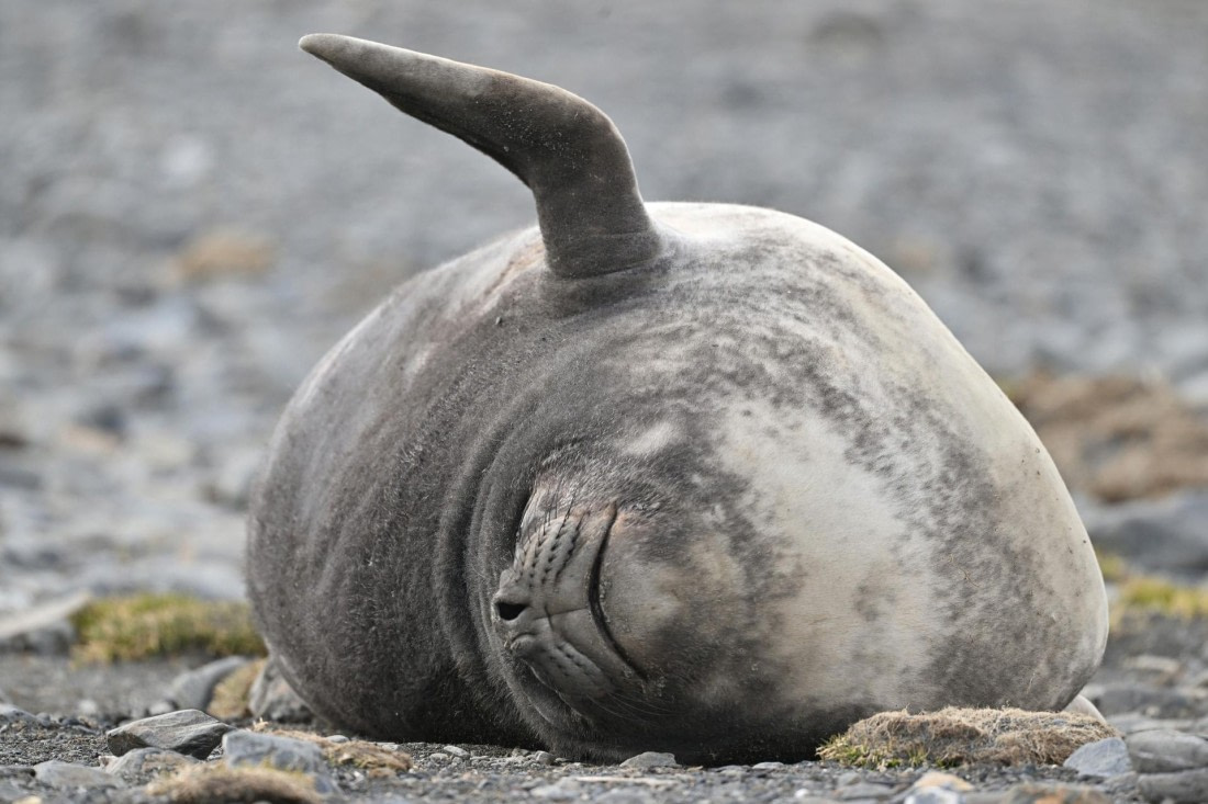 PLA20-24, Day 10, YA6_5602_20241027_7239 © Yves Adams - Oceanwide Expeditions.JPG