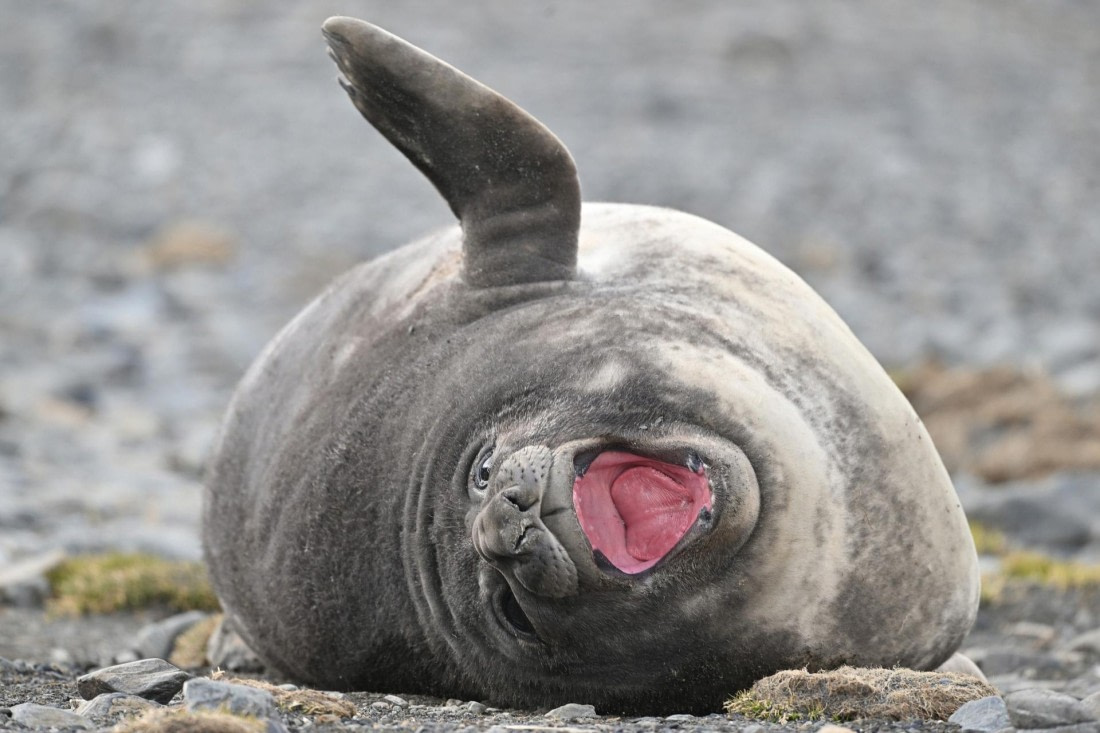 PLA20-24, Day 10, YA6_5625_20241027_7240 © Yves Adams - Oceanwide Expeditions.JPG