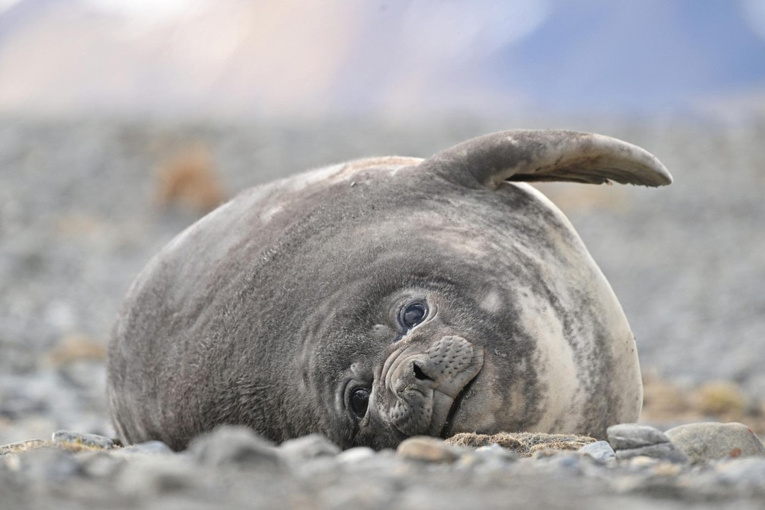 PLA20-24, Day 10, YA6_5737_20241027_7241 © Yves Adams - Oceanwide Expeditions.JPG