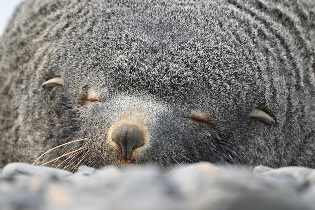 PLA20-24, Day 10, YA6_6069_20241027_7245 © Yves Adams - Oceanwide Expeditions.JPG