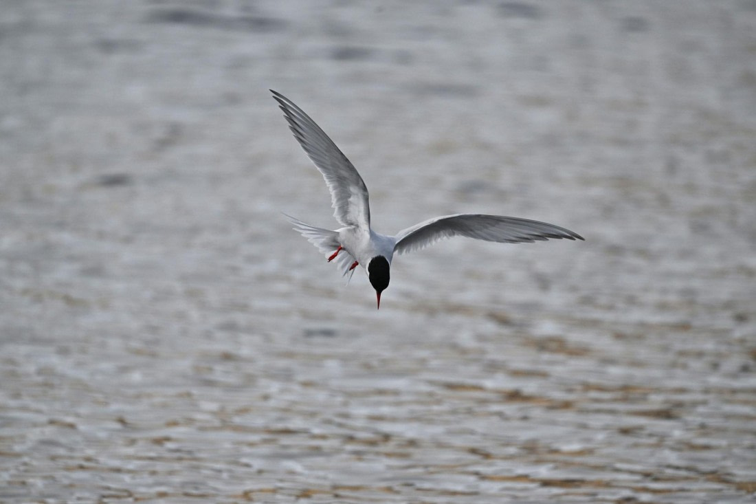 PLA20-24, Day 10, YA6_6210_20241027_7246 © Yves Adams - Oceanwide Expeditions.JPG