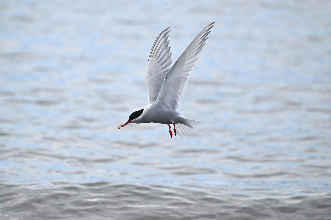 PLA20-24, Day 10, YA6_6365_20241027_7248 © Yves Adams - Oceanwide Expeditions.JPG