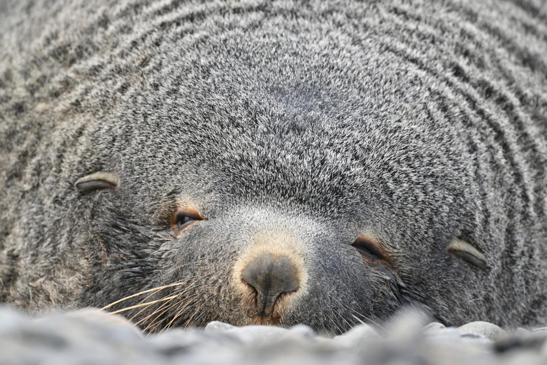 PLA20-24, Day 10, YA6_6672_20241027_7249 © Yves Adams - Oceanwide Expeditions.JPG