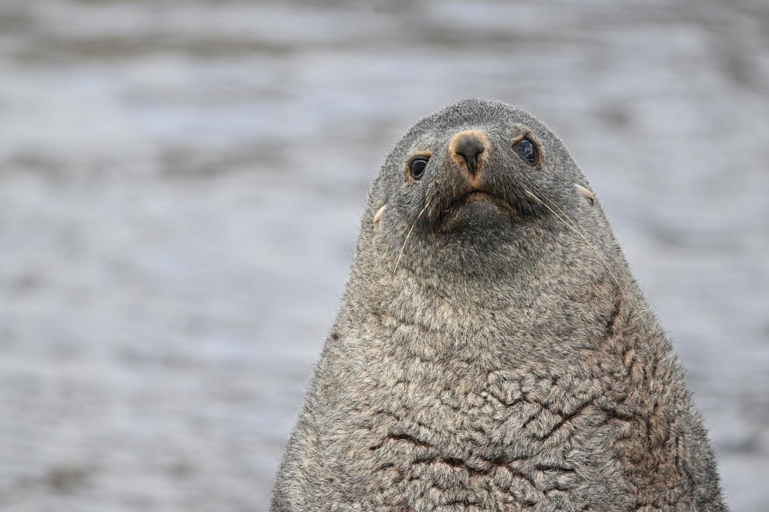 PLA20-24, Day 10, YA6_6909_20241027_7251 © Yves Adams - Oceanwide Expeditions.JPG