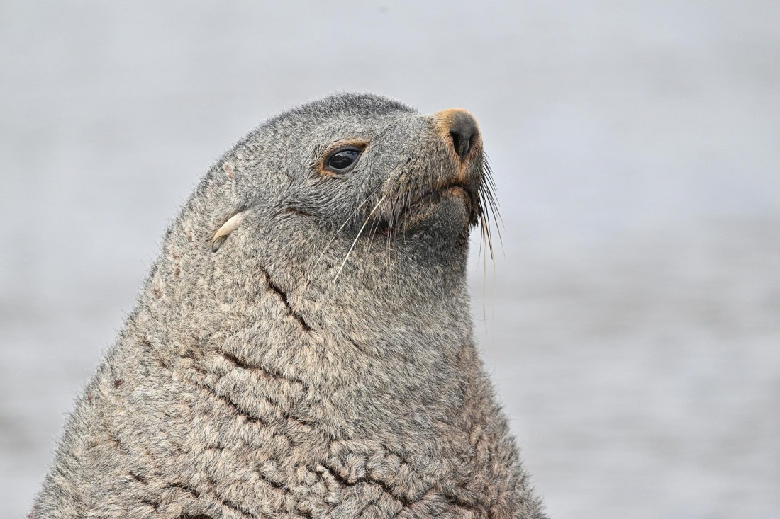PLA20-24, Day 10, YA6_6939_20241027_7252 © Yves Adams - Oceanwide Expeditions.JPG