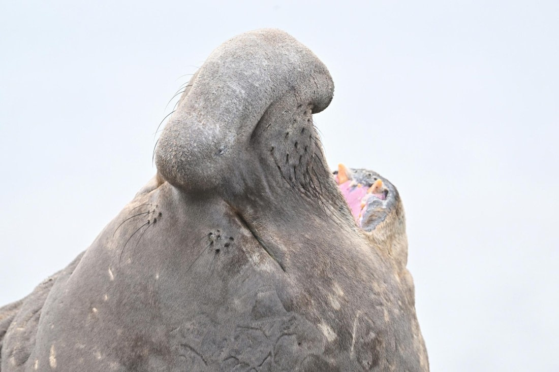 PLA20-24, Day 10, YA6_7539_20241027_7256 © Yves Adams - Oceanwide Expeditions.JPG