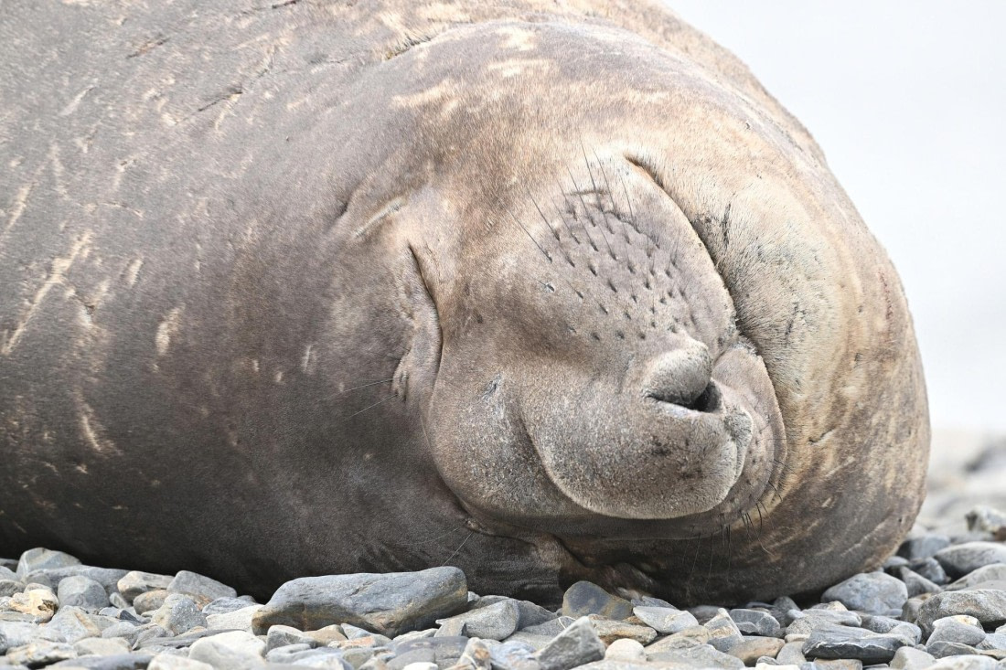 PLA20-24, Day 10, YA6_7550_20241027_7257 © Yves Adams - Oceanwide Expeditions.JPG