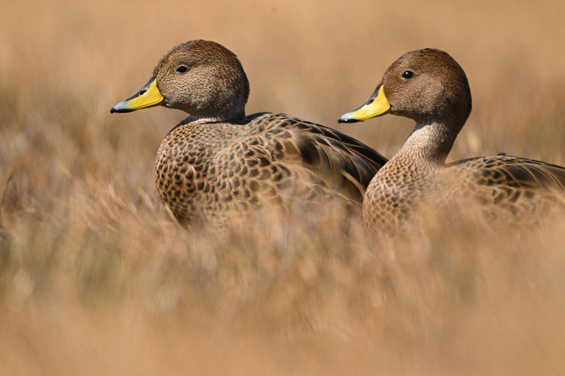 PLA20-24, Day 10, YA6_7777_20241027_7258 © Yves Adams - Oceanwide Expeditions.JPG