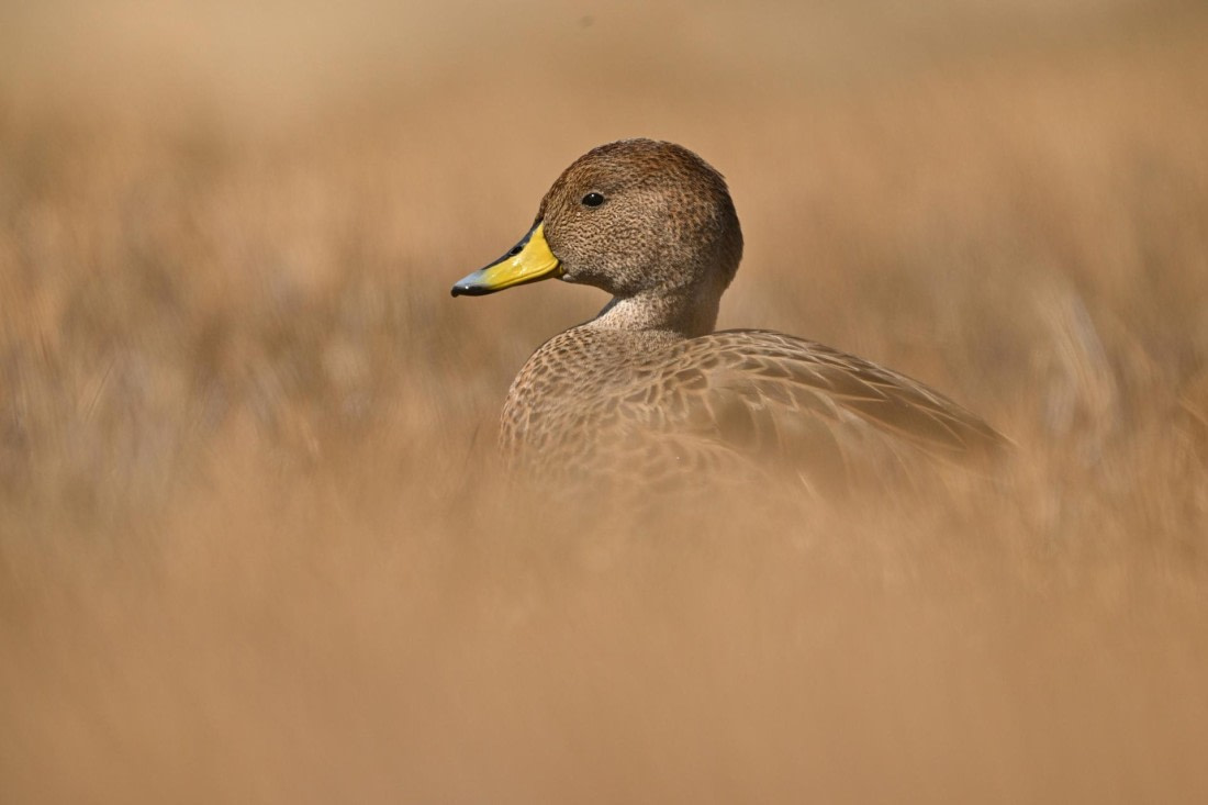 PLA20-24, Day 10, YA6_7904_20241027_7259 © Yves Adams - Oceanwide Expeditions.JPG