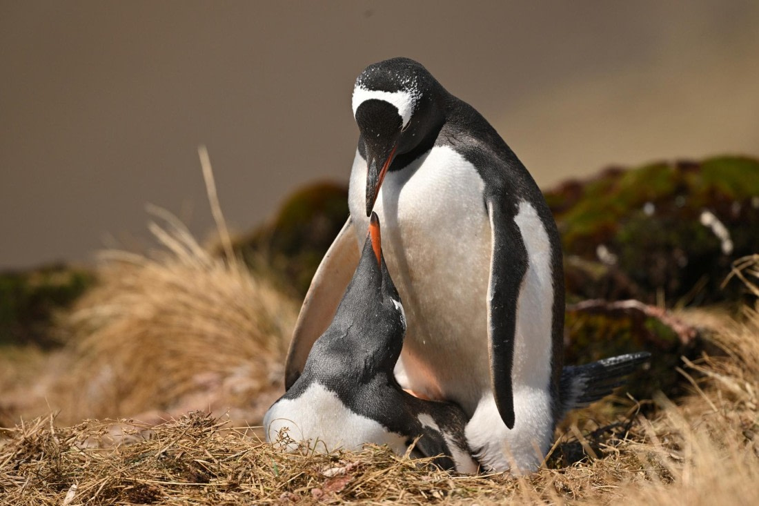 PLA20-24, Day 10, YA6_7933_20241027_7260 © Yves Adams - Oceanwide Expeditions.JPG