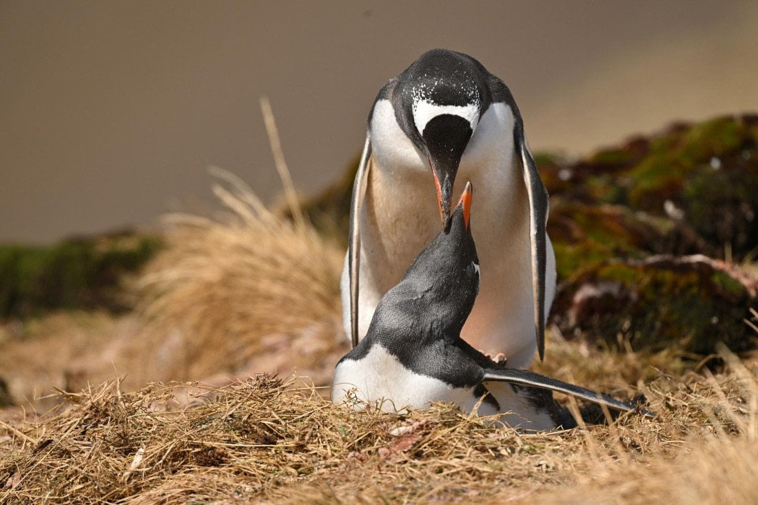 PLA20-24, Day 10, YA6_8016_20241027_7263 © Yves Adams - Oceanwide Expeditions.JPG