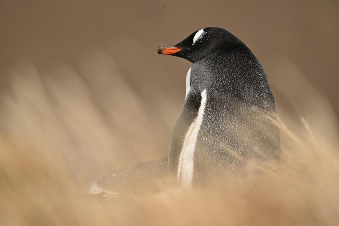 PLA20-24, Day 10, YA6_8120_20241027_7017 © Yves Adams - Oceanwide Expeditions.JPG