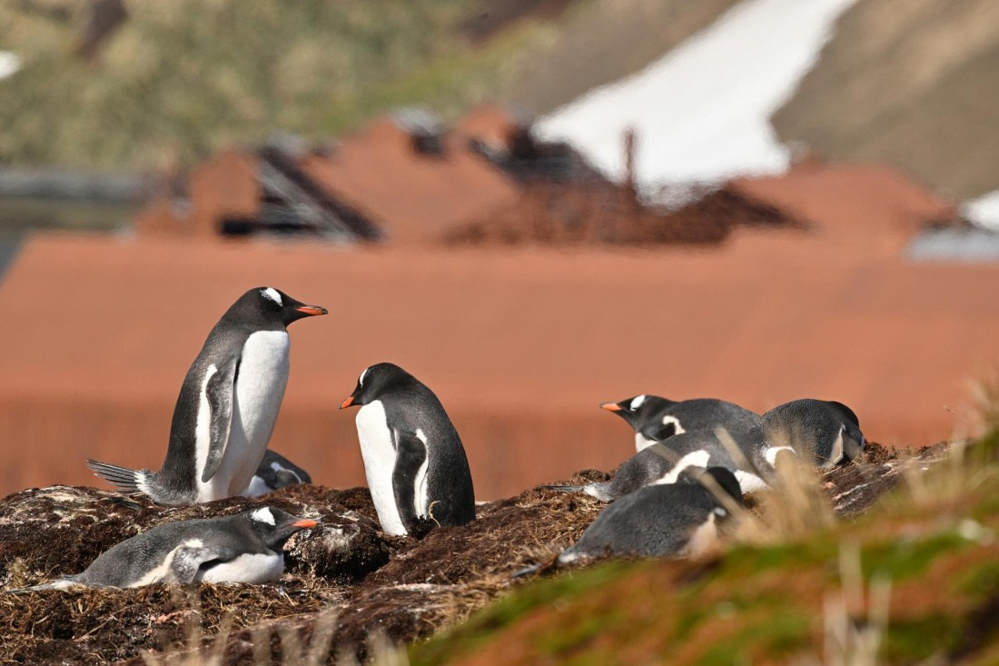 PLA20-24, Day 10, YA6_8131_20241027_7016 © Yves Adams - Oceanwide Expeditions.JPG